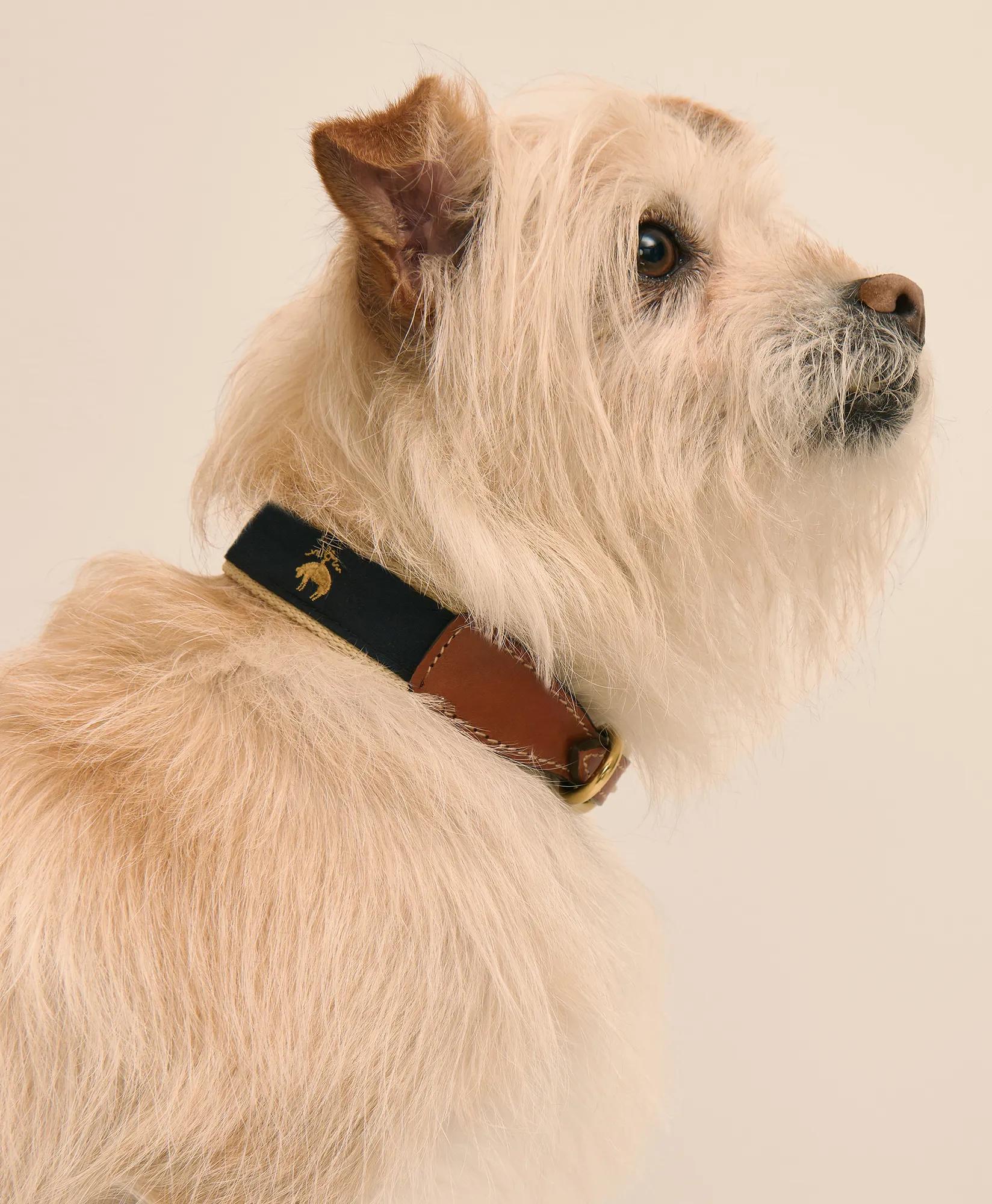 Cotton Webbed, Leather Trim Dog Collar, image 1