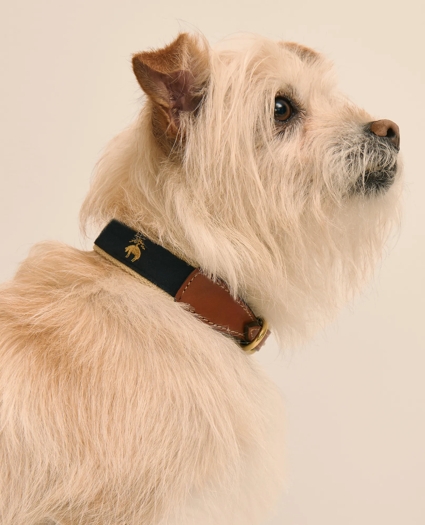 Cotton Webbed, Leather Trim Dog Collar